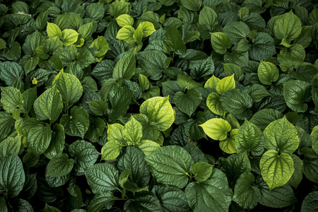Green leaves pattern in garden, natural texture for abstract background. Environment background concept.の写真素材