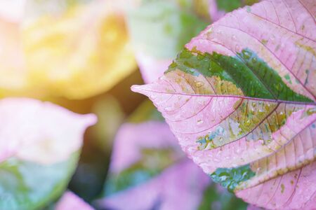 Pink leaf with rain drop and sunlight. Fresh nature background.の写真素材