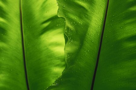 Green leaf texture with rain drop, empty space background.の写真素材