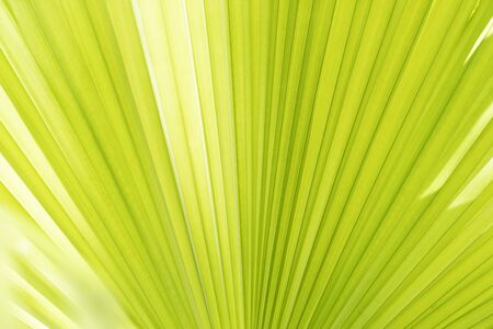 Abstract background from closeup of palm leaf texture with sunlight. Nature backdrop.の写真素材