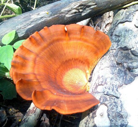 Mushroom in forest
