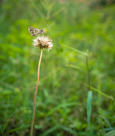 butterfly resting on plantの写真素材