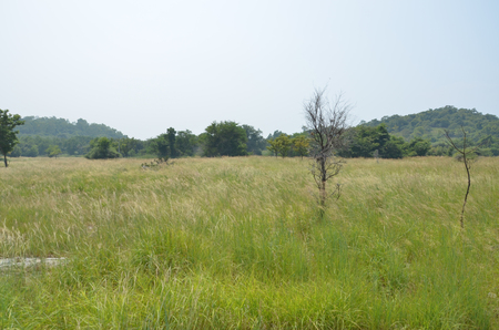 Natural grasslandの写真素材