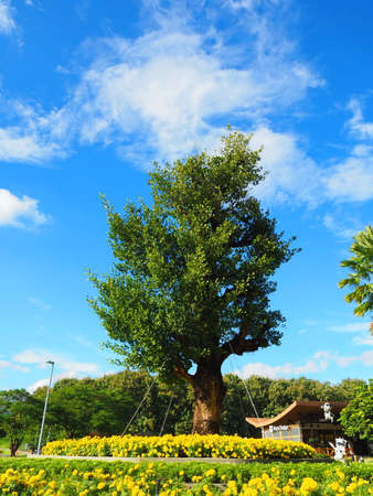 Trees with sky and clouds