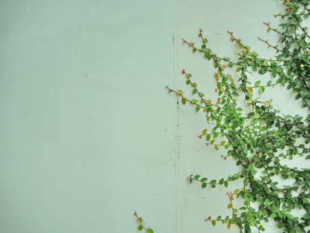 White plaster walls and green grass.の写真素材