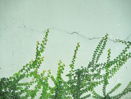 Walls of cement With green grassの写真素材
