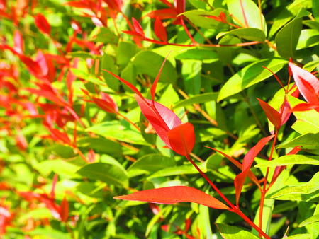 The leaves are red and green.の写真素材