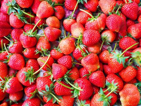 Strawberries are combined in a tray.の写真素材