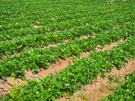 Strawberry Farm In the harvest seasonの写真素材