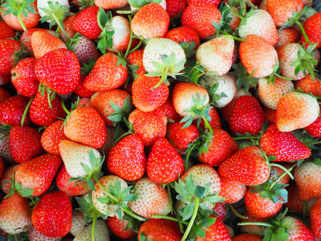 Strawberries are combined in a tray.の写真素材