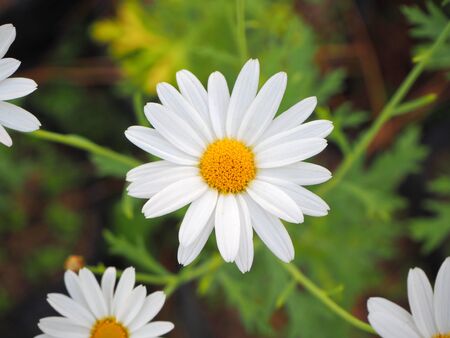 White flowers have yellow stamens.の写真素材