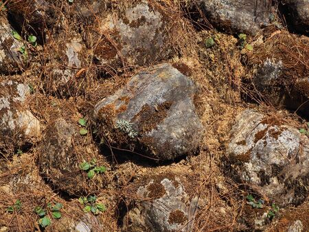 Old stone with dry mossの写真素材