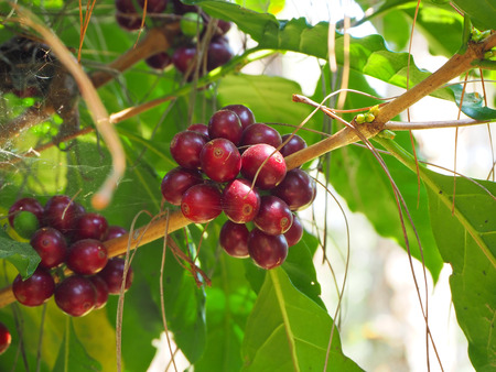 Red coffee and leaf of pineの写真素材