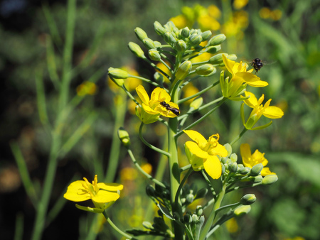 Yellow flowers with black insectsの写真素材