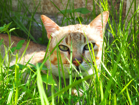 The brown cat is in the grass.の写真素材