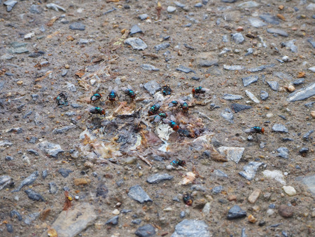 Many flies Frog on the frogsの写真素材