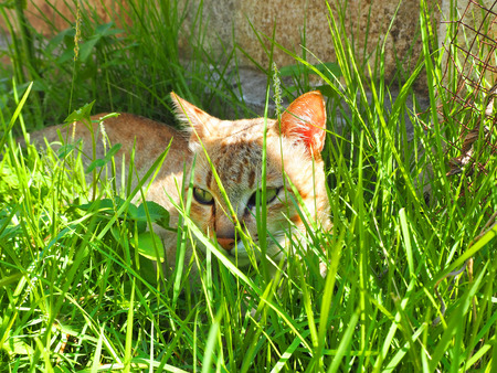 The brown cat is in the grass.の写真素材
