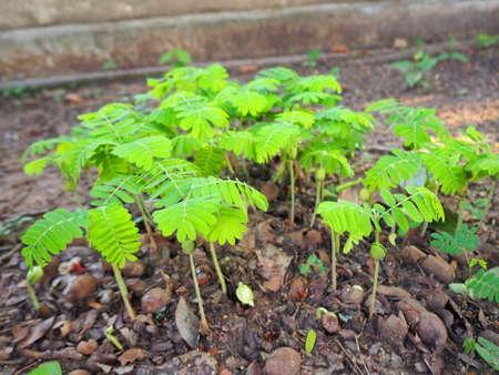 The tamarind tree is small.の写真素材