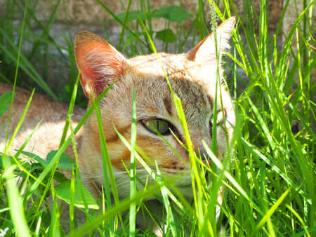 The brown cat is in the grass.の写真素材
