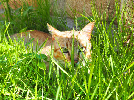 The brown cat is in the grass.の写真素材