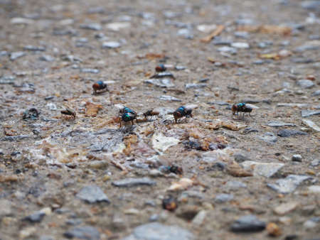Many flies Frog on the frogsの写真素材