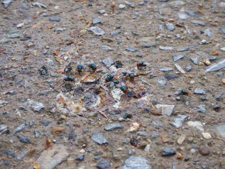 Many flies Frog on the frogsの写真素材