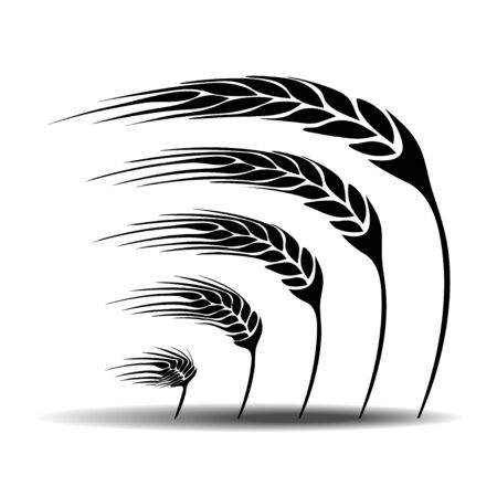 wheat vectorのイラスト素材