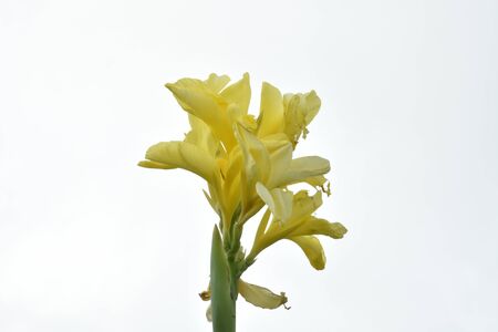 Canna flowerの写真素材