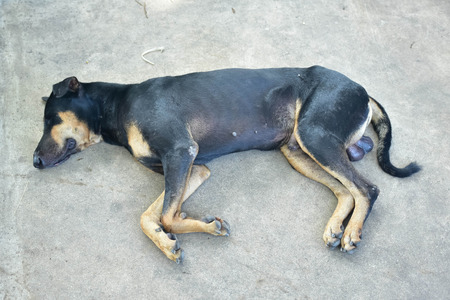 dog sleeping on the streetの写真素材