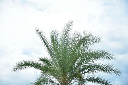 palm on sky clouds backgroundの写真素材