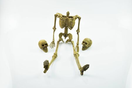 human skeleton isolated on white background