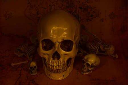 still life with skull,selective focusの写真素材