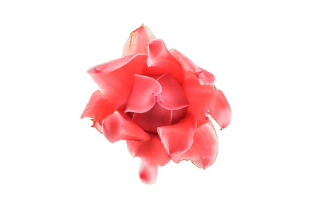 Etlingera elatior isolated on white backgroundの写真素材