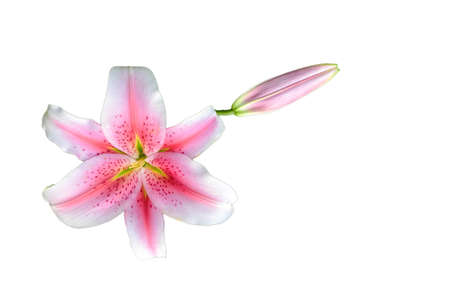 Lilly flower isolated white backgroundの写真素材