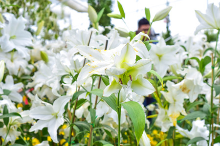 lily flower close up backgroundの写真素材