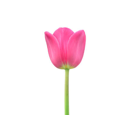 pink tulip isolated on white backgroundの写真素材