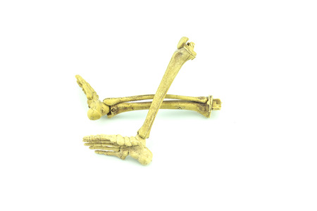 human skeleton isolated on white background