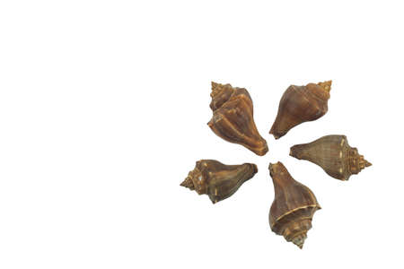 shell