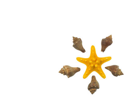 shellの写真素材