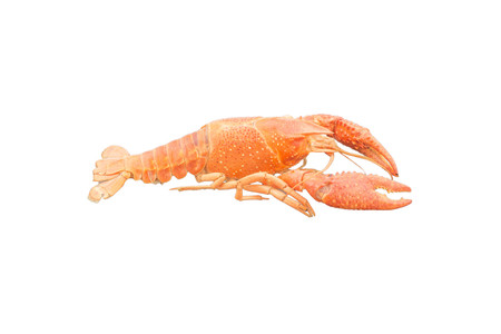 molt shrimp isolatedの写真素材