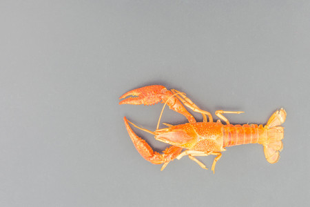 molt shrimp isolatedの写真素材
