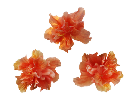 set of red hibiscus flower isolated on white backgroundの写真素材