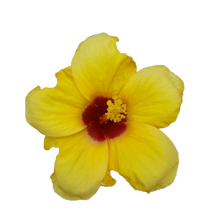 yellow flower Hibiscus rosa sinensis isolated on white backgroundの写真素材