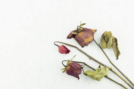 Dry red rose isolated on white backgroundの写真素材