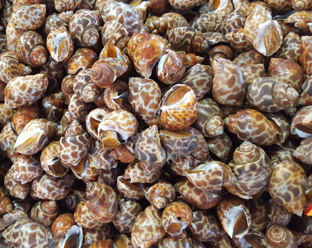 Spotted babylon or Babylonia areolata shellfish for background
