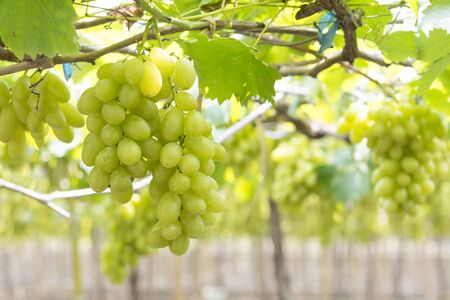 Green grapes hanging from the tree in the garden. Selective focus.の写真素材