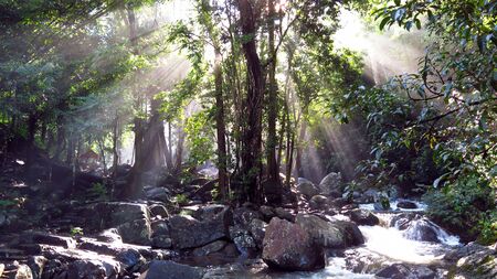 A Shadow Of The Woodの写真素材