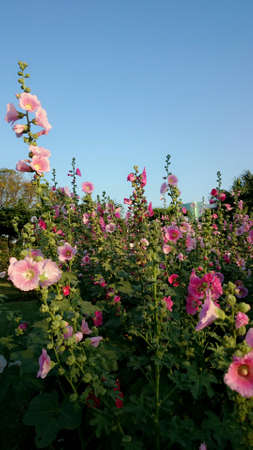The flower from Jatujak garden in thailandの素材