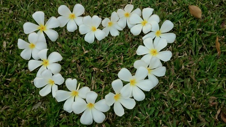 Beautifull plumeriaの素材