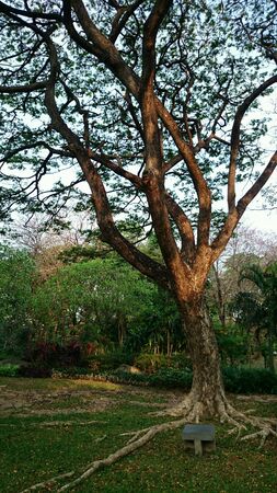 Big tree